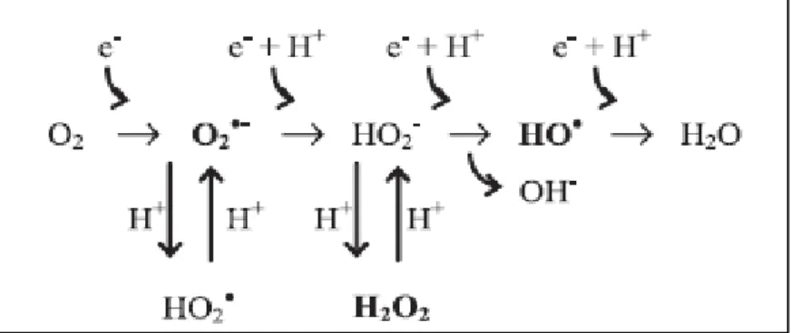 Figura 2. Estrutura eletrônica de algumas espécies  reativas de oxigênio.