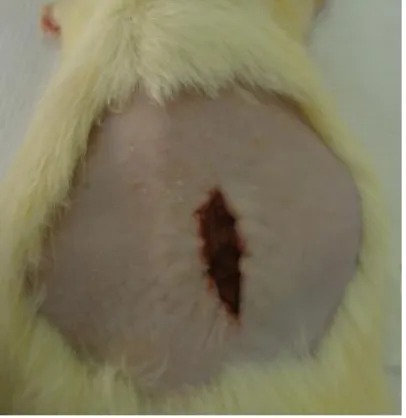 Figure 1.Wound creation: the skin was cut with a carbon steel surgical blade until it reached the hypodermis with  2mm width and 2 cm long