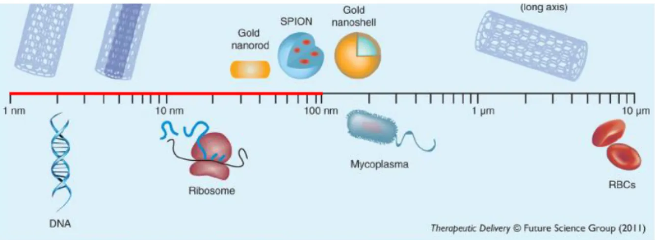 Figura  1  -  Escala  relativa  de  nanomateriais  sintéticos  em  comparação  com  biomacromoléculas e células naturais