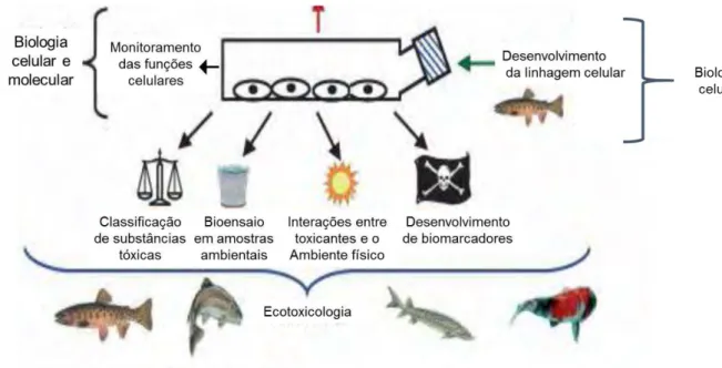 Figura  5  –  Esquema  da  utilização  de  linhagens  celulares  de  peixes  como  modelos  experimentais na ecotoxicologia
