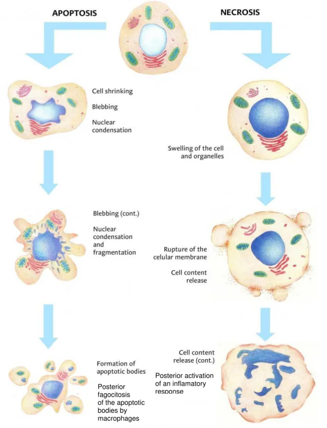 Figura 7  –  Representação de morte celular: apoptose e necrose. 