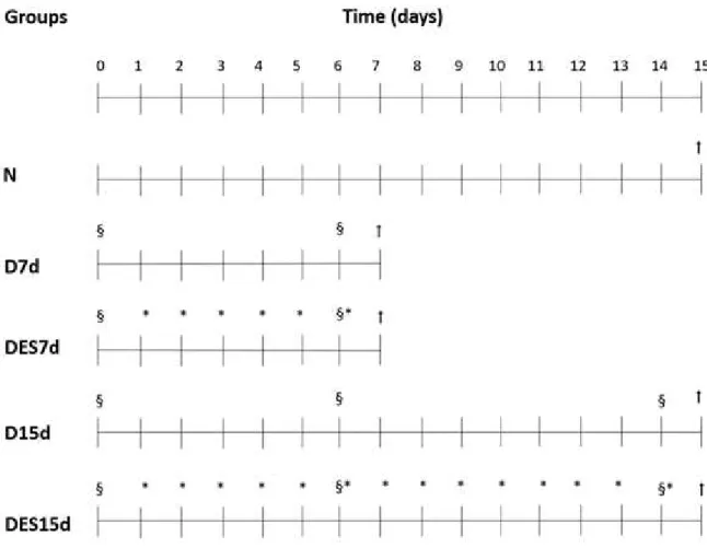 Figure 1. Diagram of the experimental groups. In the upper part of the figure, a time line is  show;  in  the  middle  and  lower  portions  of  the  figure,  the  experimental  groups  and  the  procedures  are  show