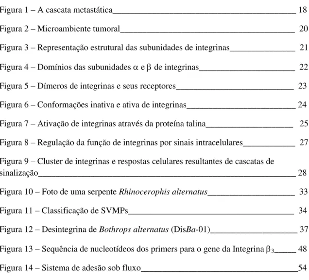 Figura 1  –  A cascata metastática__________________________________________ 18  Figura 2  –  Microambiente tumoral________________________________________  20  Figura 3  –  Representação estrutural das subunidades de integrinas_______________  21  Figura 