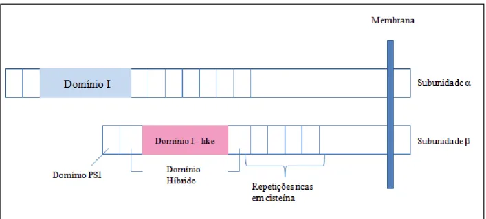 Figura 4  –  Representação esquemática dos domínios das subunidades  e  de integrinas
