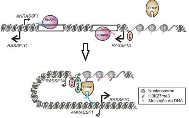 Figura  5.  Representação  do  mecanismo  proposto  para  a  inativação  epigenética  de  RASSF1A,  através  da  ação  do  lncRNA  ANRASSF1