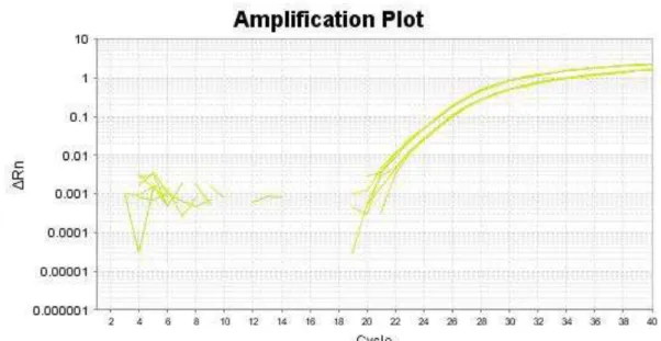 Figura  7.    Curva  de  amplificação  da  análise  de  número  de  cópias  do  gene  SFN  por  PCR  quantitativa em tempo real, utilizando o ensaio de TaqMan   ®  Copy Number