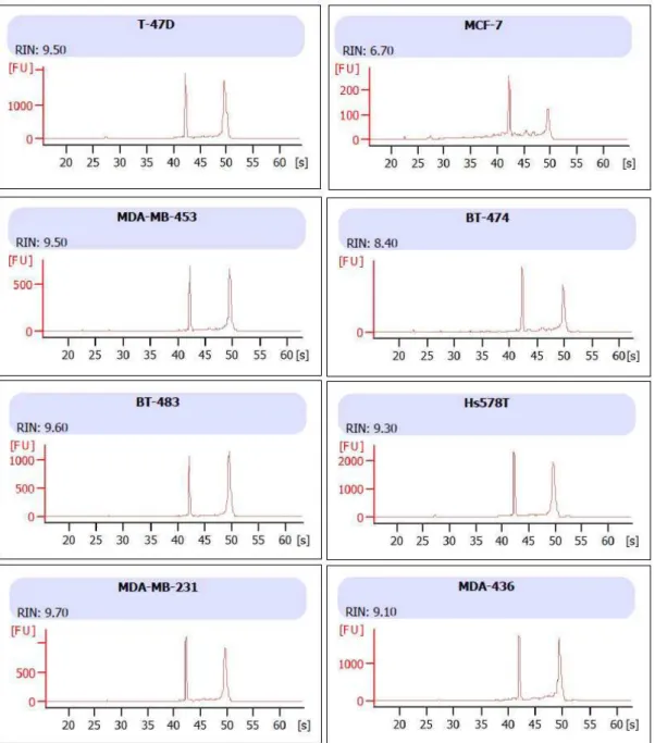 Figura  8.  Análise  de  integridade  do  RNA  das  8  linhagens  celulares  derivadas  de  carcinomas  mamários utilizadas no ensaio de expressão  gênica