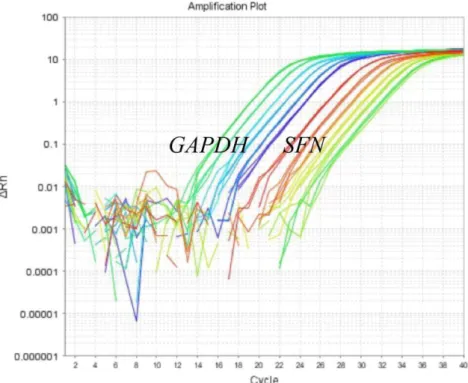 Figura 9. Padronização do ensaio de PCR em tempo real.  Gráfico de amplificação dos genes  SFN (alvo) e controle endógeno (GAPDH) a partir de diluições seriadas do cDNA obtido a partir  de um pool de linhagens celulares derivadas de carcinomas mamários