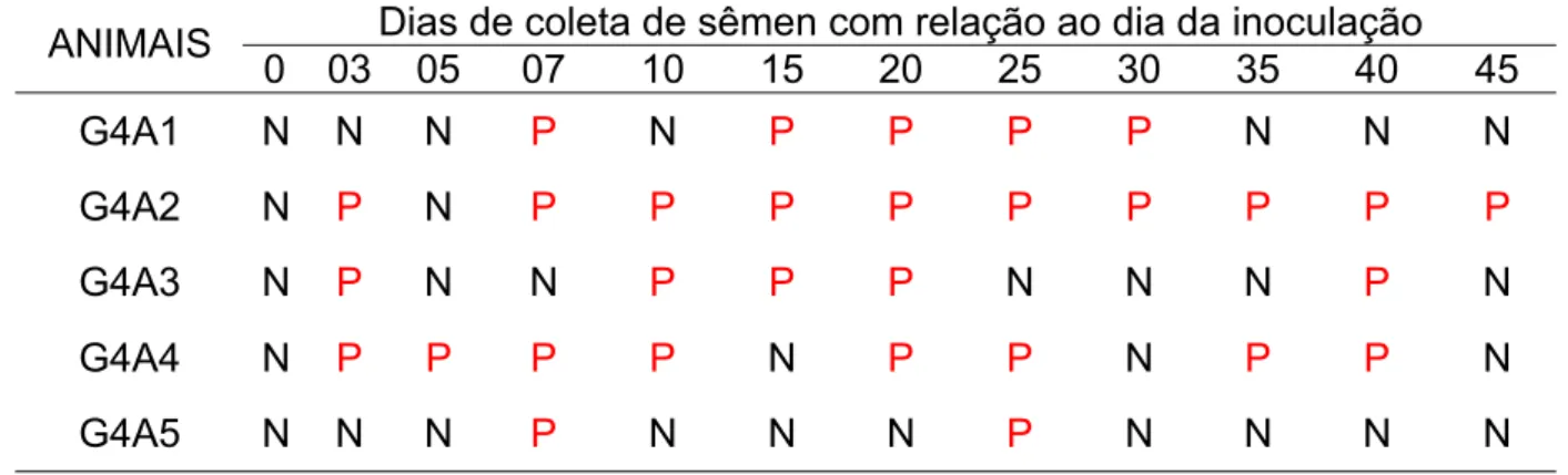 Tabela 12. Resultado da PCR para amostras de sêmen de cinco cães infectados  experimentalmente com a cepa LO4 de Leptospira interrogans sorovar  Canicola durante doze avaliações num período de 45 dias, representando  o grupo experimental quatro (G4)