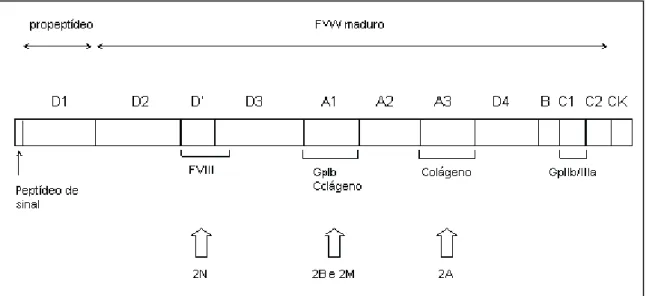 Figura 2. Representação esquemática do Pre-pro-FVW, dos seus domínios funcionais e da sua correlação  com os subtipos da doença