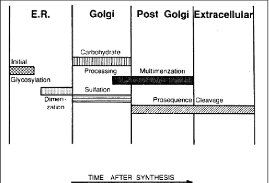Figura  3.  Representação esquemática  das etapas de  processamento  na  biossíntese  do  Fator  de  von  Willebrand  e    a  localização  subcelular  proposta  de  cada  etapa