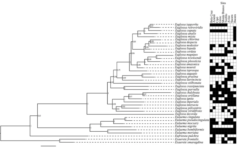 Fig 6. Bayesian phylogenetic analysis based on mitochondrial (COI) and nuclear (EF1- α , Argk, and Poll-II) loci, and occurrence site (black square) for each orchid bee species