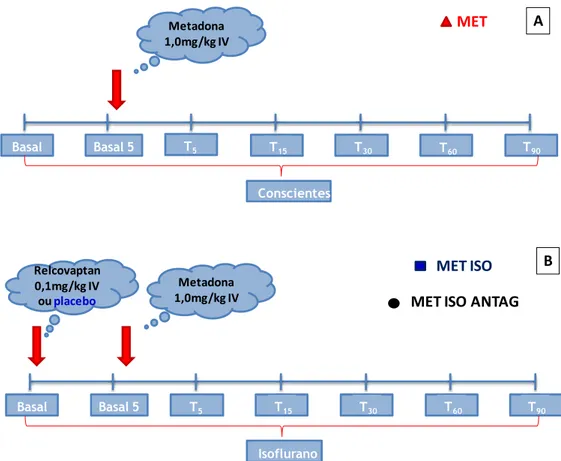 Figura 1: Representação esquemática do protocolo experimental nos grupos MET (A), MET/ISO e  MET/ISO/ANTAG (B)