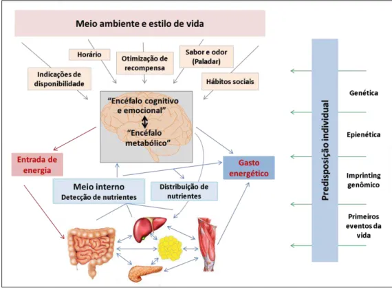 Figura 1: Principais fatores que influenciam no controle neural do apetite e da regulação do balanço  energético (adaptado de Berthoud, 2011)