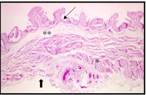 Figura  9: Corte histológico da bexiga de coelho do grupo controle (G1).  Nota-se epitélio normal (seta), submucosa (**) e adventícia  (seta larga) com pouco tecido conjuntivo e camada muscular  (*) normal