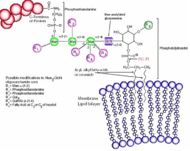 Figura 2 Âncora de glicosilfosfatidilinositol (GPI). A âncora de GPI possui uma porção lípidica a qual está inserida na membrana celular e uma porção composta de carboidratos.