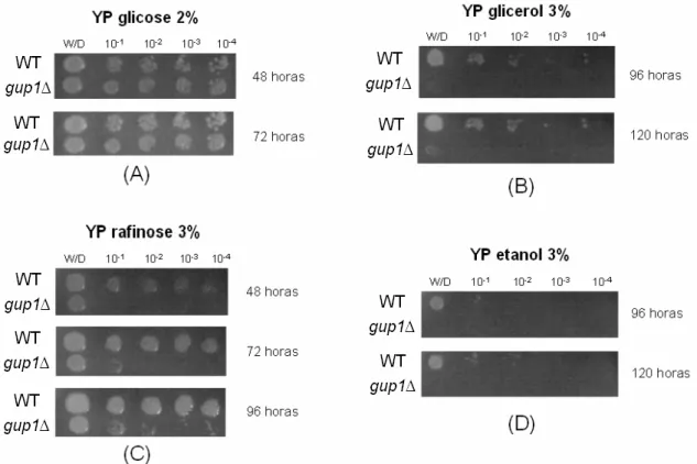 Figura 7 Crescimento celular em meio sólido. (A) YP glicose 2% (B) YP glicerol 3% (C) YP rafinose 3% (D) YP etanol 3%