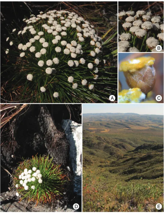 Figure 2. Paepalanthus serpens Echtern. &amp; Trovó: A Habit B Capitula C Capitulum with yellowish hairs  in a dried individual D Habit showing the elongate, thick and creeping stem, with erect apex E Habitat  (Photos by L