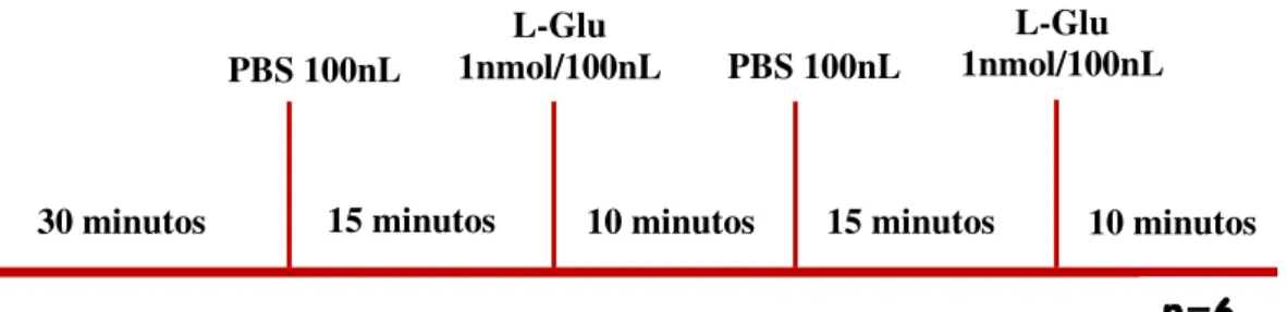 Figura  07.  Escala temporal do protocolo experimental para a avaliação das respostas  cardiovasculares ao estímulo causado pelo L-glutamato após ausência do bloqueio da  síntese de NO