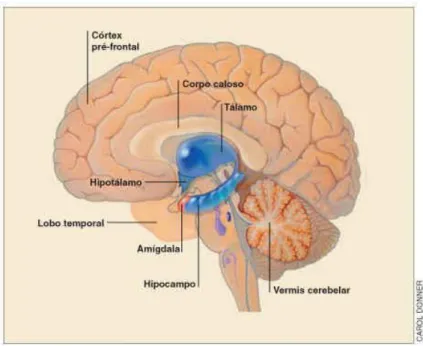 Figura  5:  O Sistema  Límbico é  um  grupo  de  estruturas  que  inclui  hipotálamo,  tálamo,  amígdala,  hipocampo, os corpos mamilares e o giro do cíngulo