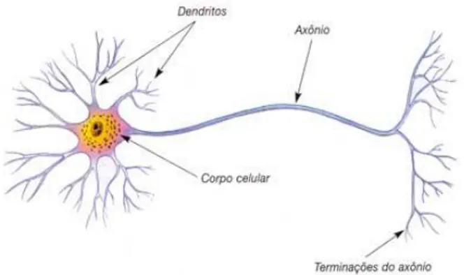 Figura 1: Desenho esquemático de um neurônio. Observe o corpo celular que contém o núcleo celular, os  prolongamentos chamados dendritos e o axônio
