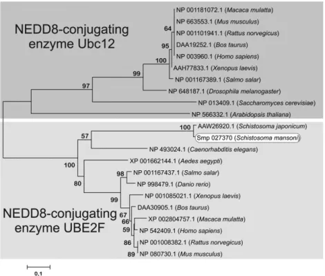 Fig. 3. Consensus phylogenetic tree based on the amino acid sequence of SmUBE2F. The tree construction and bootstrap analysis were performed using ClustalX 2.0 and MEGA 5.0.