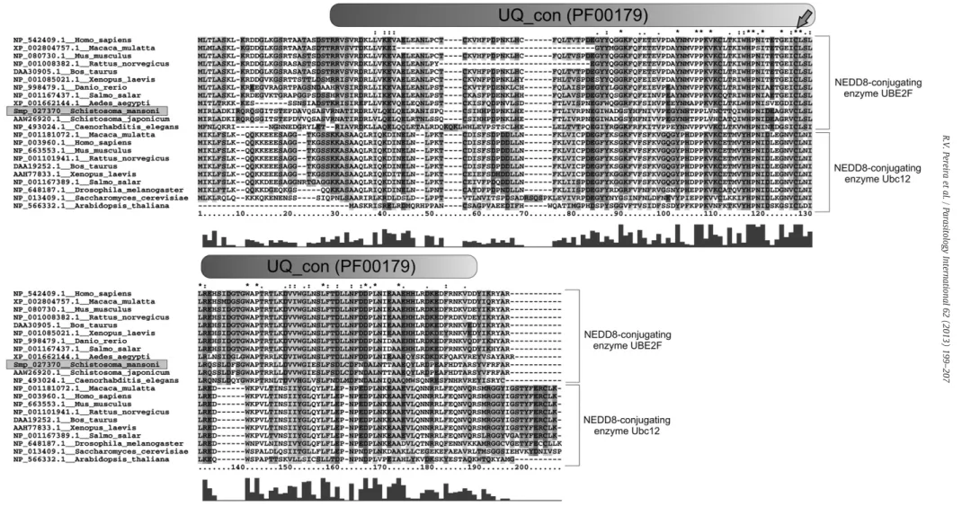 Fig. 4. CLUSTALX 2.0 multiple alignment of predicted amino acid sequences of SmUBE2F, showing the putative conserved domain UQ_con (PF00179), obtained by using the Pfam algorithm.