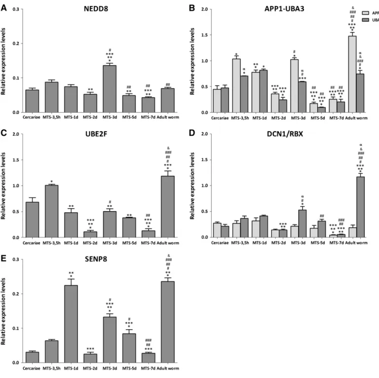Fig. 5. NEDDylation pathway components are differentially expressed throughout the S. mansoni life cycle