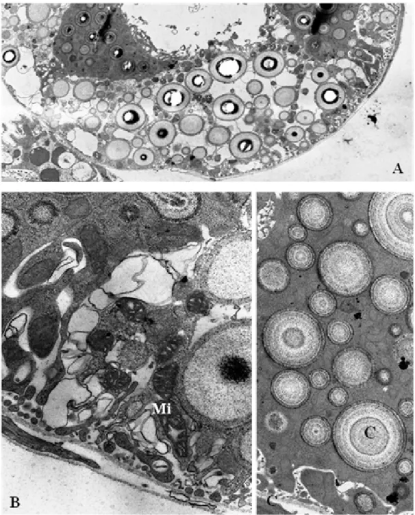 Figura 3A-C:  Aspectos ultraestruturais dos túbulos de Malpighi de larvas L 2 .  A.  Túbulo com grande quantidade de concreções citoplasmáticas