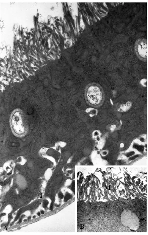 Figura 5A-B: Aspectos ultraestruturais de túbulo de Malpighi de indivíduo adulto. A.  Região do túbulo com grande quantidade de extensões citoplasmáticas próximas à  membrana basal
