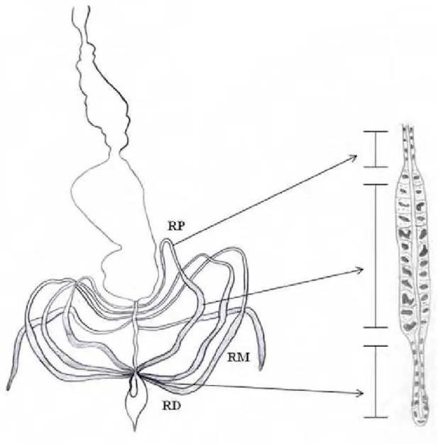 Figura 1. A. Esquema do trato digestório e túbulo de Malpighi de Myrmeleon sp  (Neuroptera, Myrmeleontidae)
