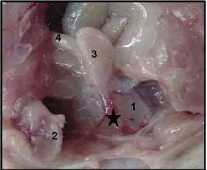 Figure 2. Photograph of pelvic region in female rat. Vagina (1), pubic  symphysis(2), bladder (3), uterine horn (4), urethra (  ).