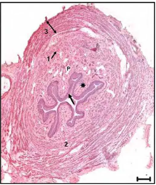 Figure 3. Microphotograph of transverse section of the central part of the  urethra in a virgin female rat