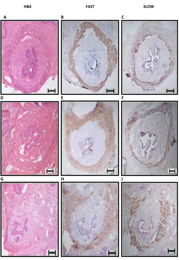 Figure 4. Microphotographs of transverse section of the urethra in  virgin group (A, B, C), pregnant group (D, E, F), diabetic virgin group (G,  H, I)