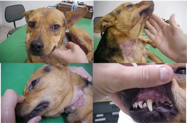Figura 16 – Cão 6 apresentando edema subcutâneo na face e no pescoço e mucosa oral  congesta 1h após a inoculação do veneno de T