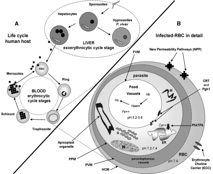 Fig. 3. Schematic diagram summarizing the life cycle of Plasmodium spp and the main parasite targets for intervention