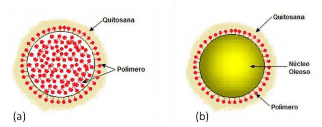 Figura 11: Representação esquemática da constituição de nanoesferas (a) e nanocápsulas  bioadesivas (b)