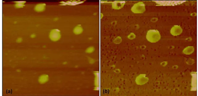 Figura 20: Imagem em 3D de nanocápsulas brancas analisadas por MFA. Escaneamento de 5 x 5  μm