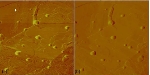 Figura  22:  Imagem  de  MFA  de  nanoesferas  brancas  (a)  e  perfil  topográfico  (b)  demonstrando  altura das nanoesferas (setas vermelhas) e diâmetro (setas azuis)