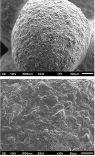 Fig. 3. SEM images of the magnetic hydrogel based on iota-carrageenan prepared with CaCl 2 at 0.5 mol L 1 .