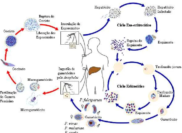 FIGURA 3  –  Ciclo biológico do Plasmodium, agente causador da malária. 