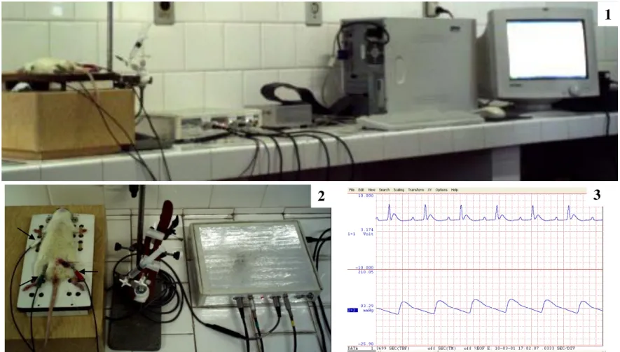 FIGURA  13  –  Sistema  de  Aquisição  de  ECG  e  PA.  1)  Visão  geral  do  sistema;  2)  Visão  de  um  animal  com  os  eletrodos  inseridos  no  tecido  subcutâneo, indicados pela seta; 3) Registro de ECG e PA obtidos a partir do animal em experimenta