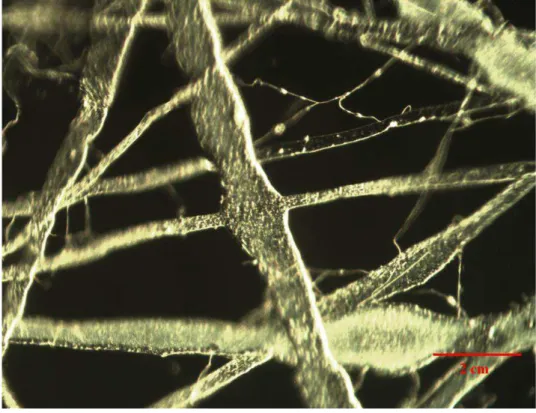 FIGURA 4.3: Imagens de microscopia ótica da Manta de fibras de PVC/MEH-PPV com vista  lateral esquerda