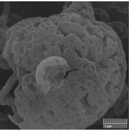 FIGURA 4.13: Microscopia Eletrônica de Varredura de gotículas  de PVC 0,01 g/mL obtidas  por eletrofiação com o aumento de 500 nm