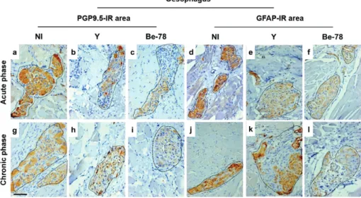 Fig. 4: photomicrographs of histological sections of the oesophagus showing Auerbach’s plexus PGP9.5-IR neurons and nerve fibres and glial  fibrillary acidic protein-immunoreactive (GFAP-IR) enteroglial components in noninfected (NI) Beagle dogs or dogs in