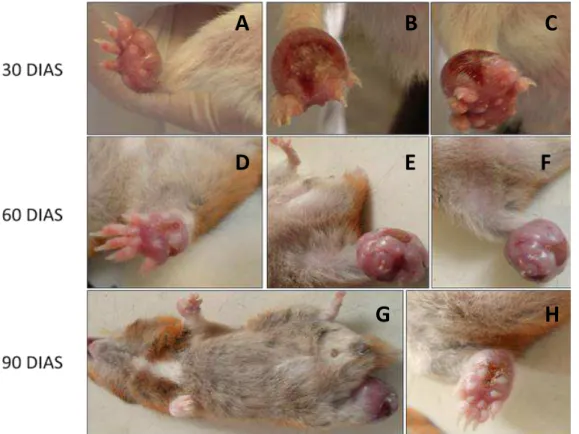 Figura 3:  Média da  espessura das  patas dos  animais  do GRUPO 2 inoculadas  com  L