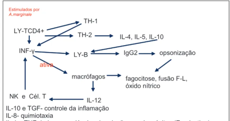 Figura 3. Esquema da resposta imune na anaplasmose. 