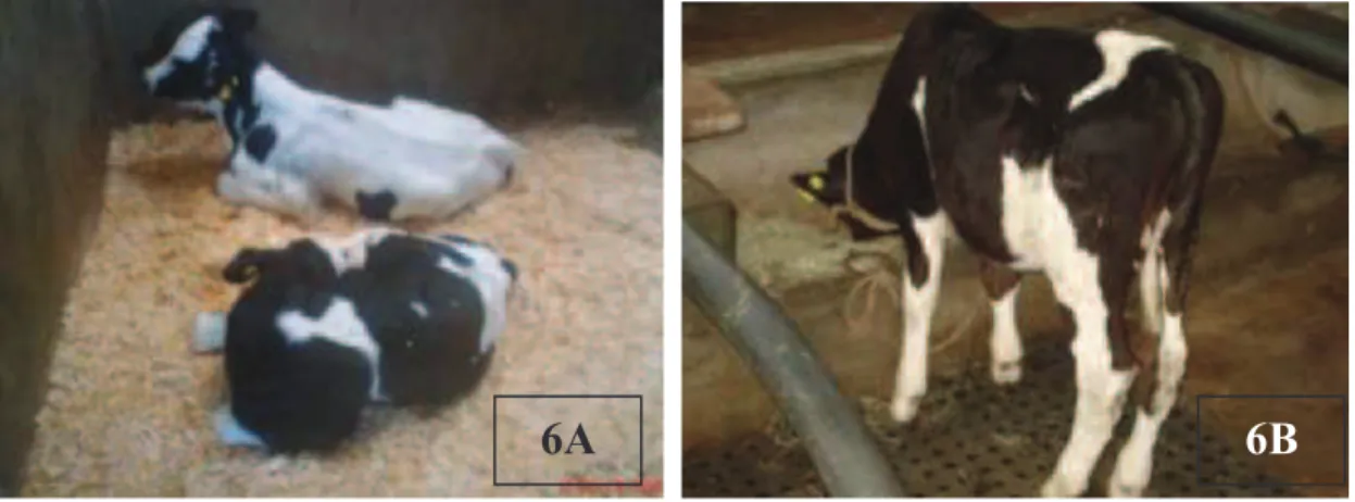 Figura 6. Acomodações dos animais no galpão do hospital veterinário da Escola de Veterinária  de  UFMG