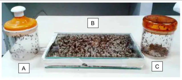 Figura  3:  Vista  geral  de  uma  colônia  de  Atta  sexdens  rubropilosa  mantida  em  laboratório,  com  câmara de forrageamento (A) e de lixo (C) em recipientes plásticos, e câmara de fungo (B) no vitral