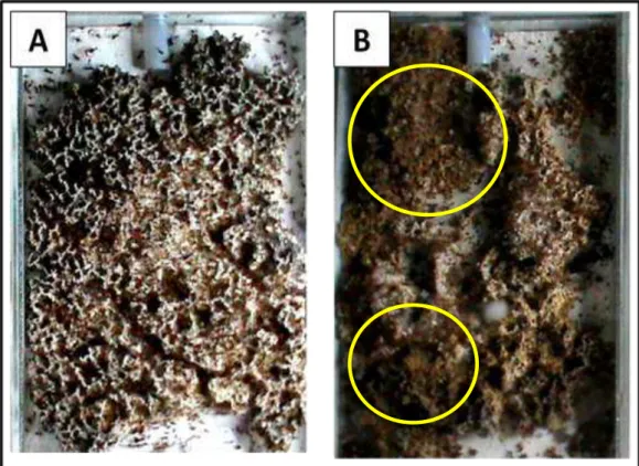 Figura 11: Comparação entre as câmaras de fungo das colônias de Atta sexdens rubropilosa tratadas  com isca controle (A) e hidrametilnona 1,0% (B) no 7º dia de exposição, com pedaços de jardim de  fungo cortados pelas operárias (círculo amarelo) na figura 